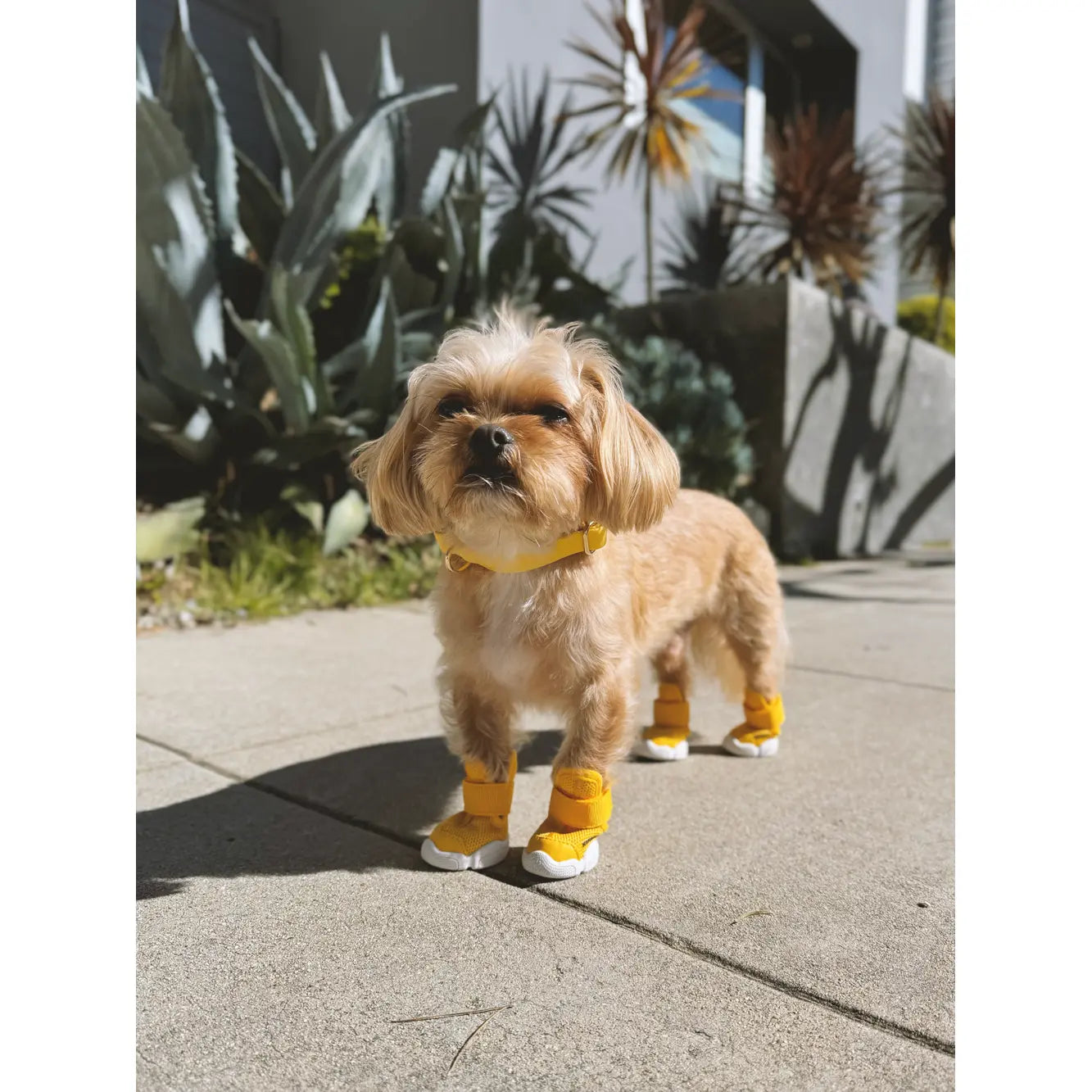 Rifruf Set of 2 Breathable Non‑Slip Pet Sneaker – Lightweight Paw Protection Sneakers for Dogs & Cats