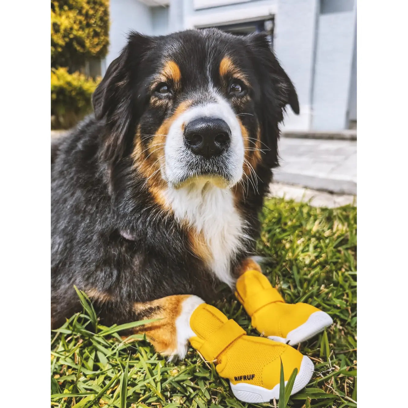 Rifruf Set of 2 Breathable Non‑Slip Pet Sneaker – Lightweight Paw Protection Sneakers for Dogs & Cats